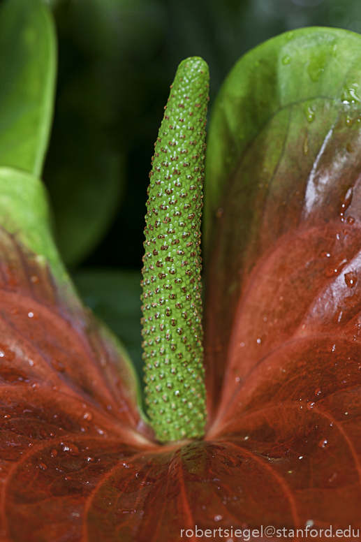 anthurium